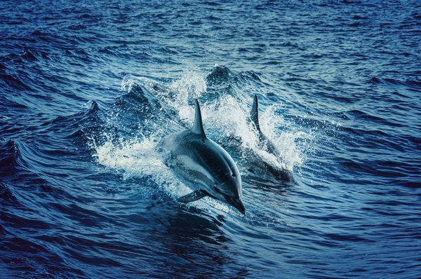 Où trouver les meilleures expériences de baignade avec les dauphins dans les eaux cristallines des Maldives?